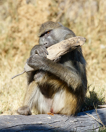 Baboon, eating the fruit of the Sausage Tree