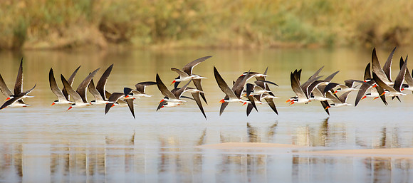 African Skimmers