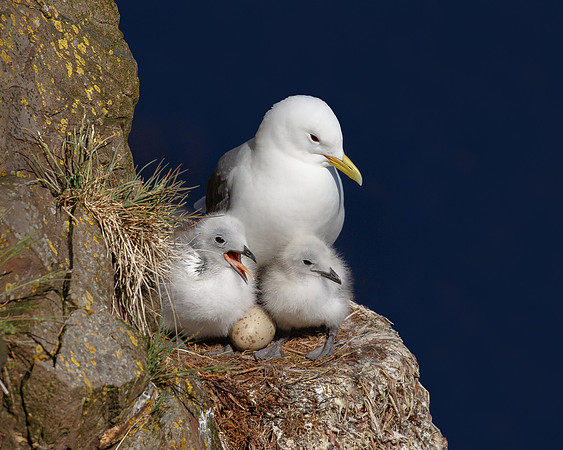 Black-legged Kittiwake, with chicks