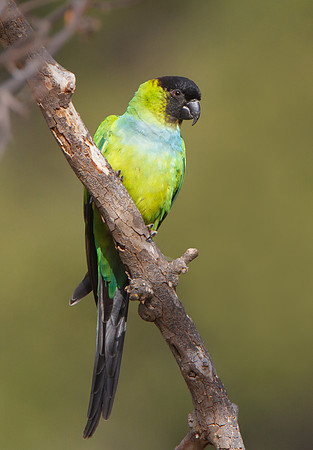 Black-hooded Parakeet, also called Nanday Parakeet or Conure