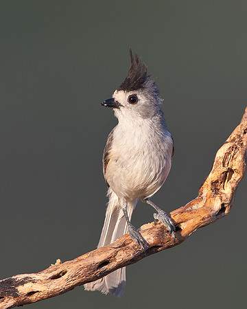 Black-crested Titmouse