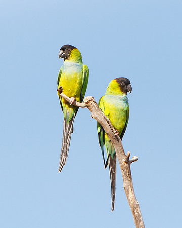 Pair of Black-hooded Parakeets, also called Nanday Parakeet or Conure