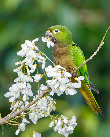 Olive-throated Parakeet eating flowers in the tree shown in previous photo