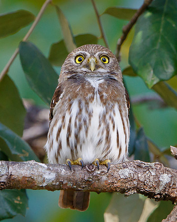 This small 6-inch owl provided a great ending to our journey