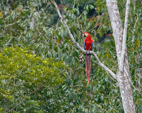One of the Scarlet Macaws we saw along the river
