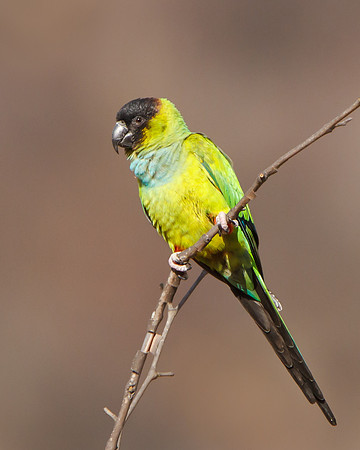 Black-hooded Parakeet, also called Nanday Parakeet or Conure