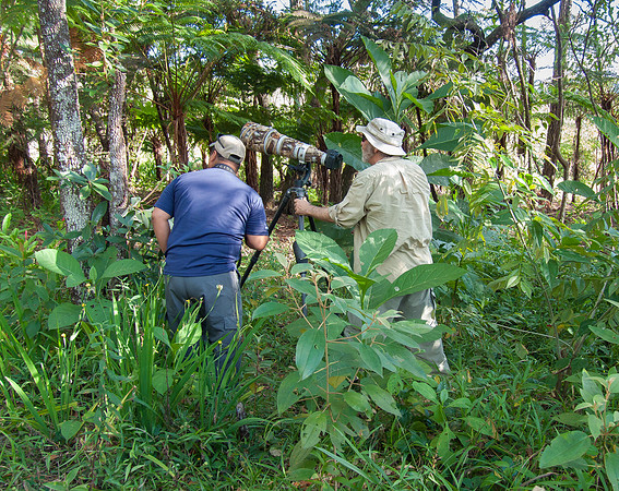 Roni and Steve spot a Ferruginous Pygmy Owl on our final day in Belize