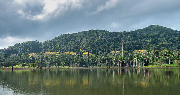 The tall trees with yellow flowers are a favorite food source for Scarlet Macaws, Chiquibul Forest Reserve