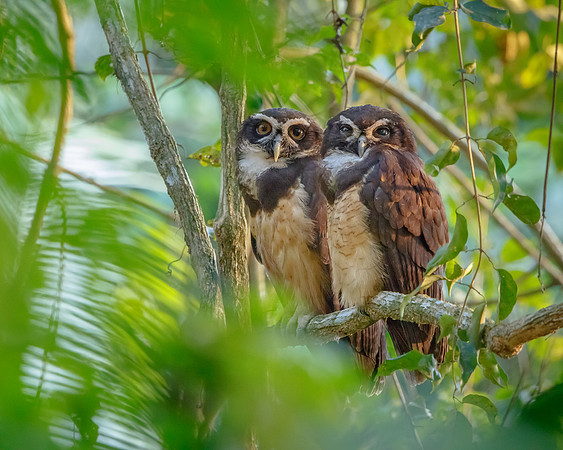 The Spectacled Owls hiding in the foliage