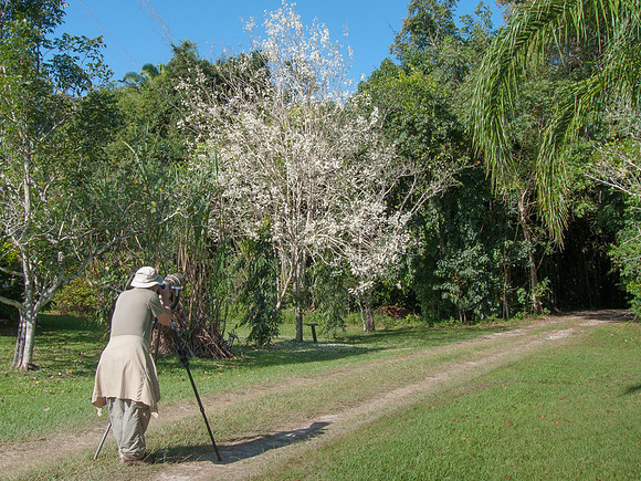 Steve photographing birds in flowering tree at La Milpa Lodge