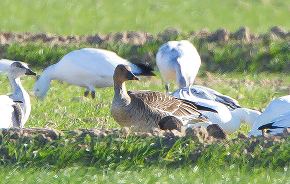 Bean Goose, with Snow Geese