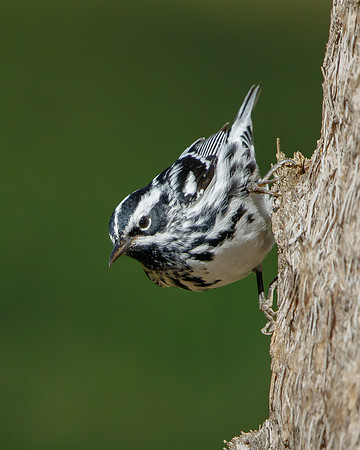 Black-and-White Warbler