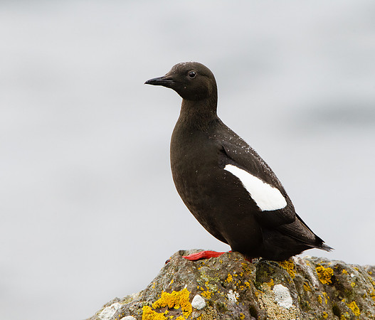 Black Guillemot