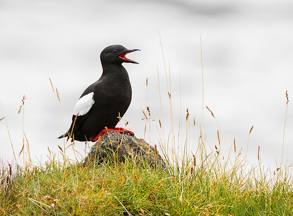 Black Guillemot