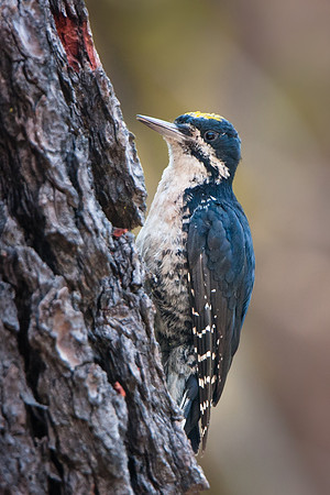 Black-backed Woodpecker