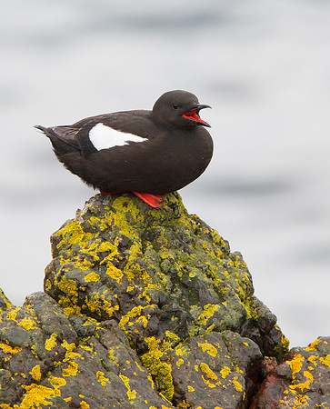Black Guillemot