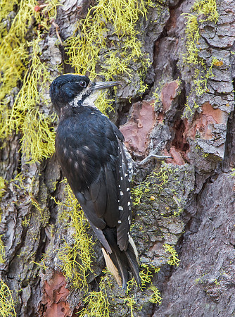 Black-backed Woodpecker