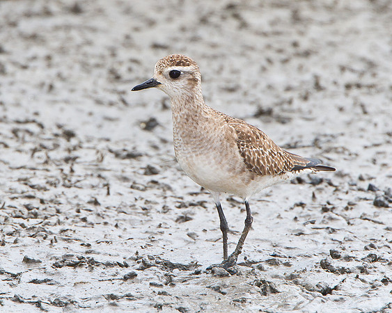 American Golden Plover