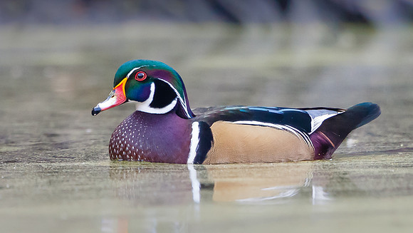 Wood Duck