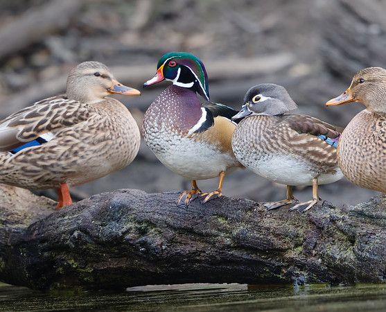 Wood Ducks, with Mallards