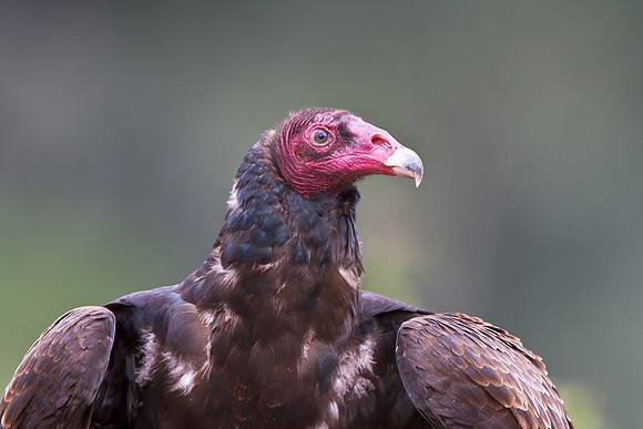 Turkey Vulture
