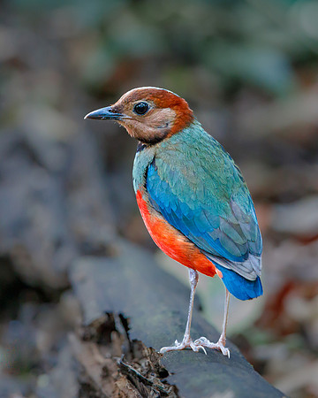 Sulawesi Pitta