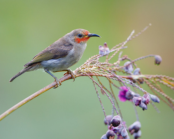 Sulawesi Myzomela, female