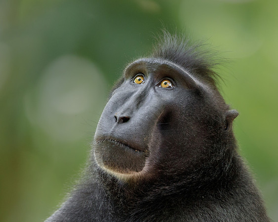 We loved the Crested Black Macaques, endangered primates with very expressive faces, at Tangkoko