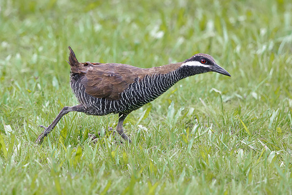 Barred Rail