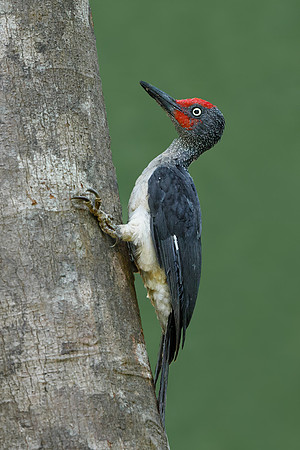 Ashy Woodpecker
