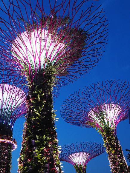 SuperTrees after dark
