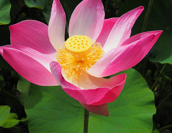 Lotus flower