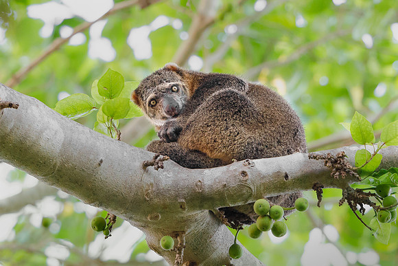Sulawesi Bear Cuscus, a marsupial seen at Tangkoko National Park in Sulawesi