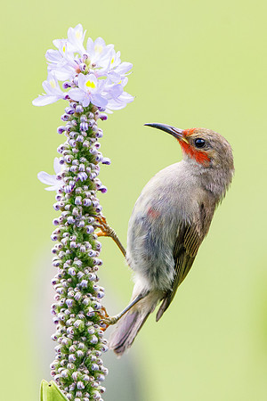 Sulawesi Myzomela, female