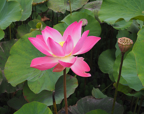 Lotus flower