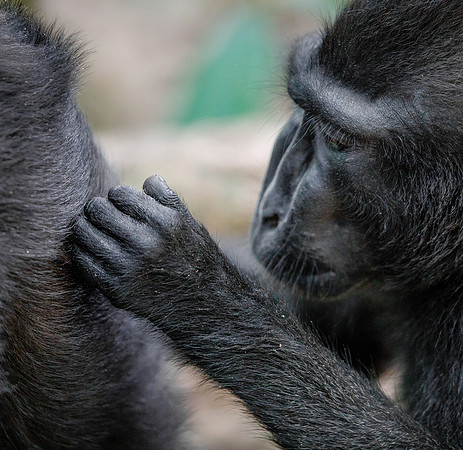 More grooming