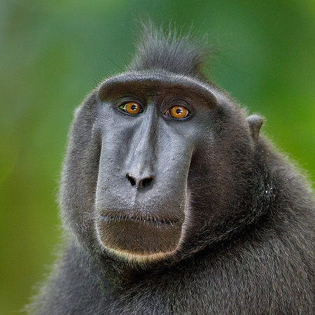 Crested Black Macaque