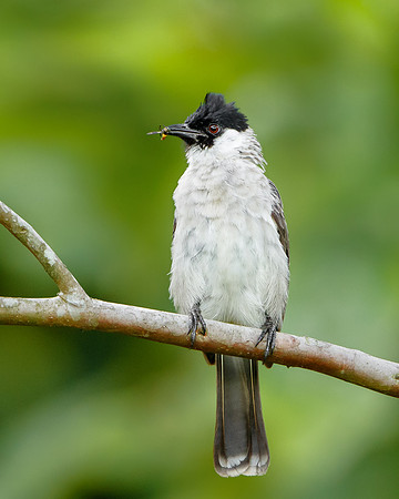 Sooty-headed Bulbul