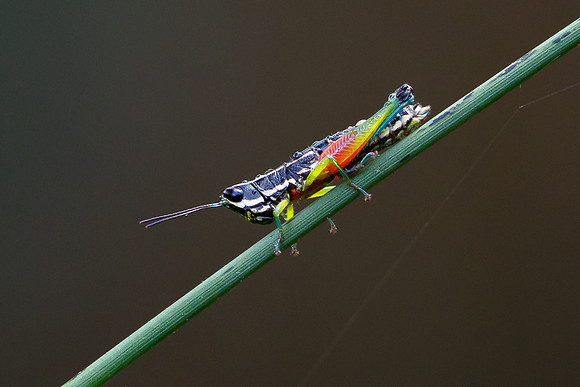 Rainbow (?) Grasshopper