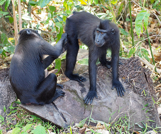 Two macaques grooming each other, a common activity in family groups