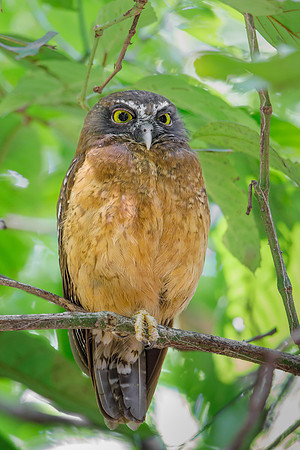 Ochre-bellied Boobook