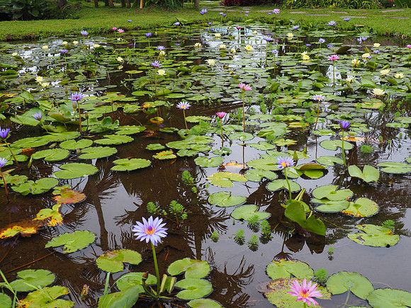 Lily pond