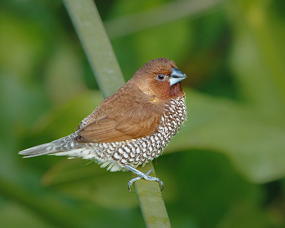 Scaly-breasted Munia