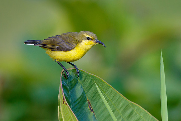 Olive-backed Sunbird, female
