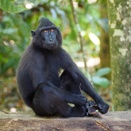 An adult Crested Black Macaque resting near parking lot