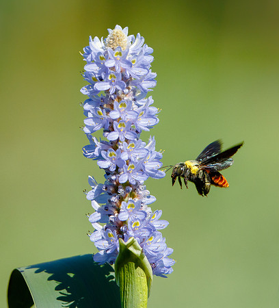 Bee