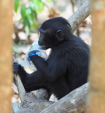 Juvenile macaque chewing on a plastic cup
