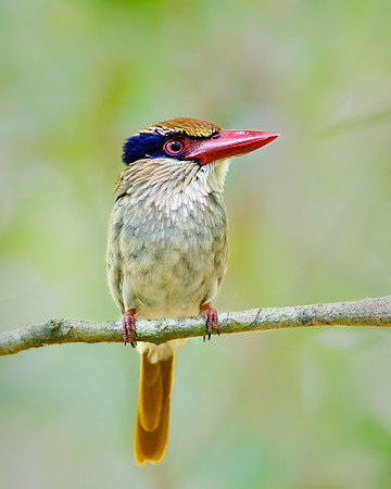 Lilac Kingfisher