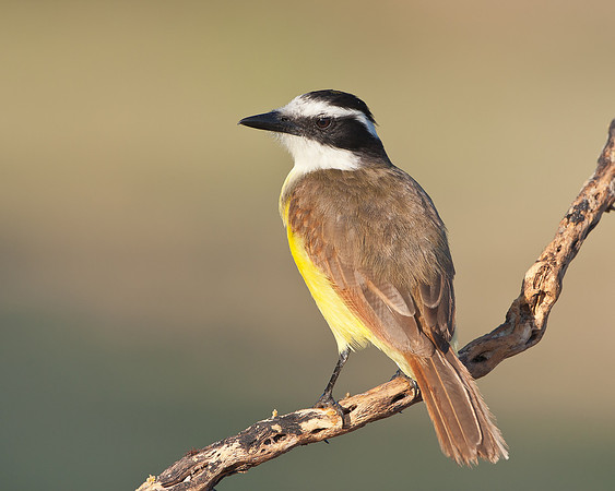Great Kiskadee