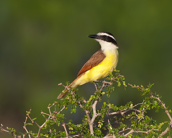 Great Kiskadee